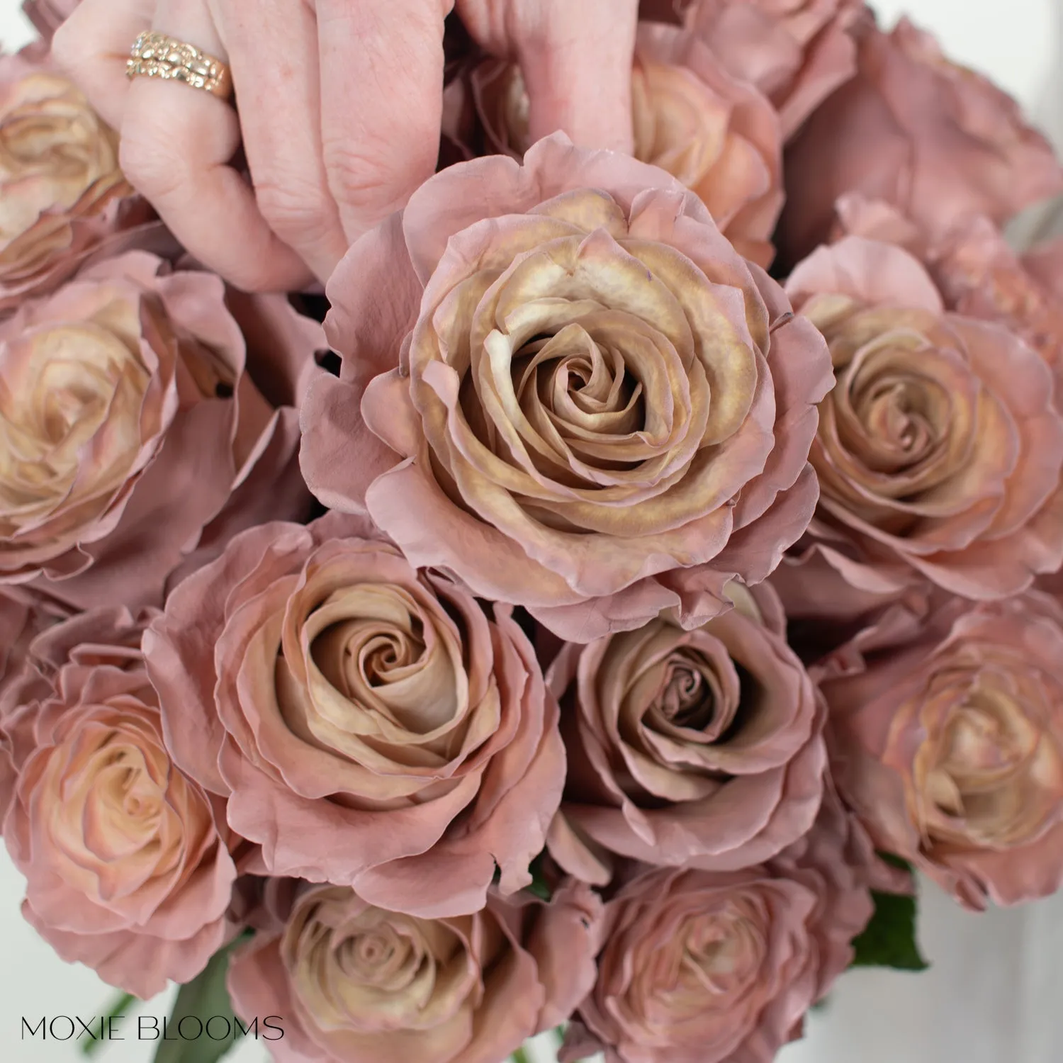 Desert Sand Novelty Roses