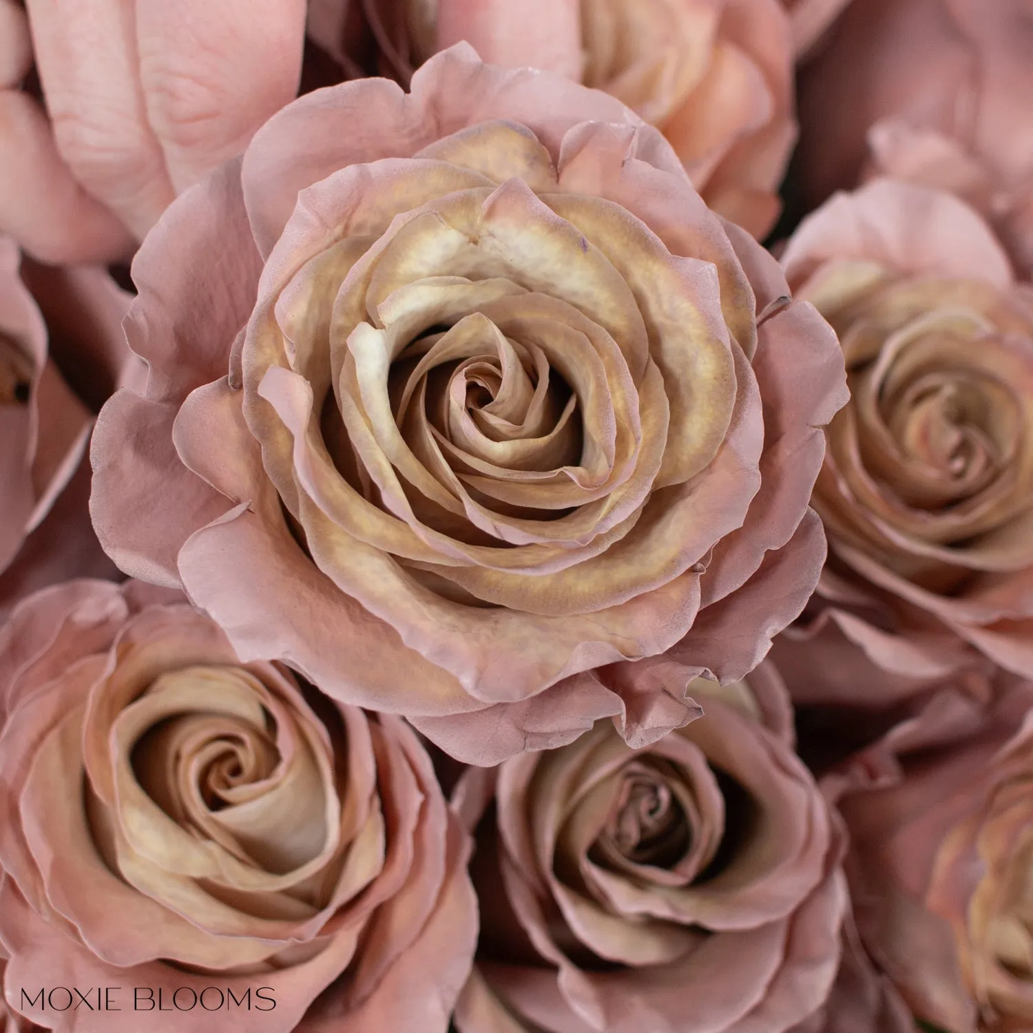 Desert Sand Novelty Roses